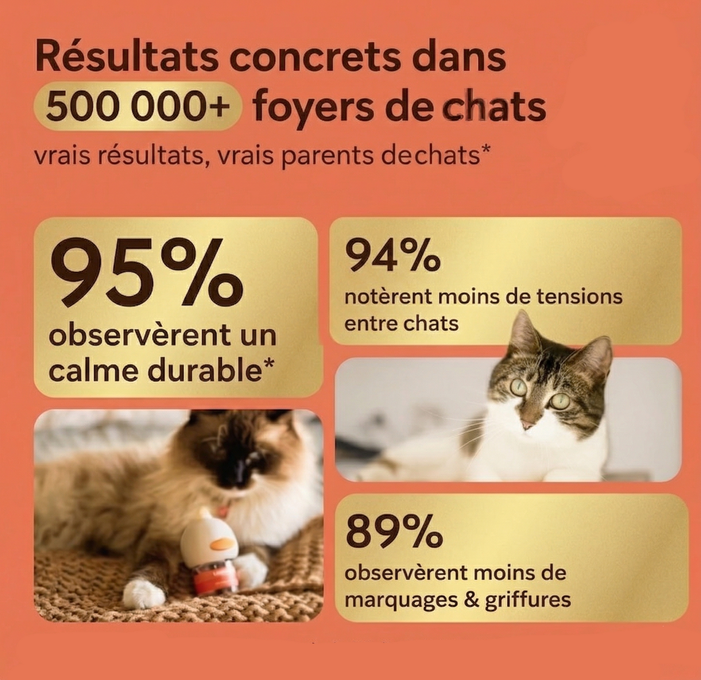Apaisez votre chat anxieux en quelques jours — sans médicaments
