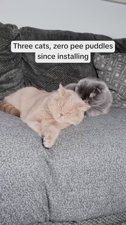 3 chats, 0 pipi depuis l’installation